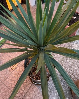 Yucca o Tronchetto della felicità