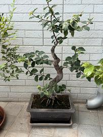 bonsai