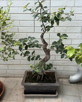 bonsai