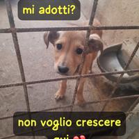 THELMA 3 MESI taglia media contenuta ORA E' IN CA