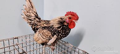 Gallo Sebright Limone