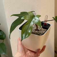 Philodendron Florida Ghost