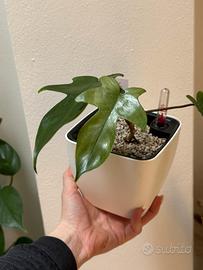 Philodendron Florida Ghost