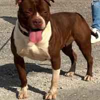 Pitbull femmina