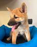 shiba-inu-2-mesi-maschi-e-femmine-