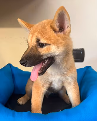 Shiba inu 2 mesi ( maschi e femmine)
