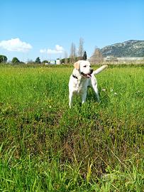 Labrador maschio per accoppiamento