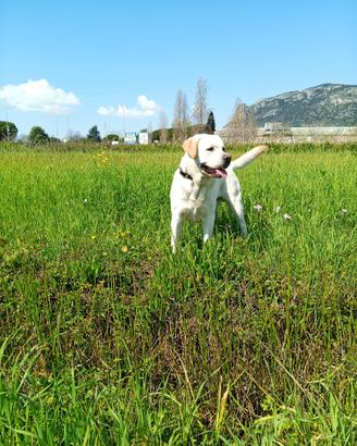 Labrador maschio per accoppiamento