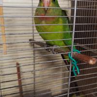 Parrocchetto ondulato