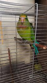 Parrocchetto ondulato