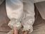 Immagine 6