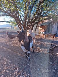 Capra tibetana maschio