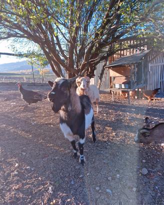 Capra tibetana maschio