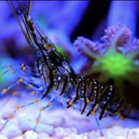 Gambero Pulitore Detritivoro Aquario Marino Reef