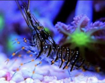 Gambero Pulitore Detritivoro Aquario Marino Reef