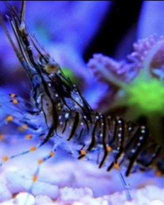 Gambero Pulitore Detritivoro Aquario Marino Reef