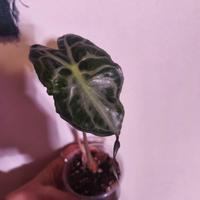 alocasia venom pianta