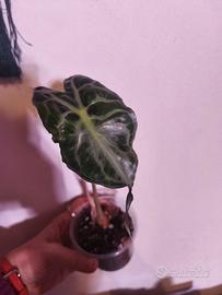 alocasia venom pianta