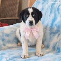 Cuccioli taglia media in adozione