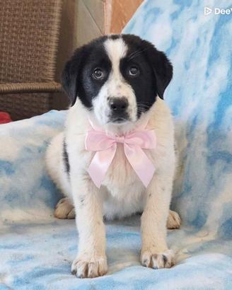 Cuccioli taglia media in adozione
