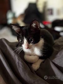 Gattini europei