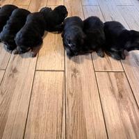 Cuccioli Pastore tedesco