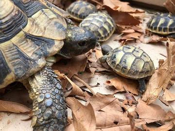 Tartarughe di terra Testudo hermanne 