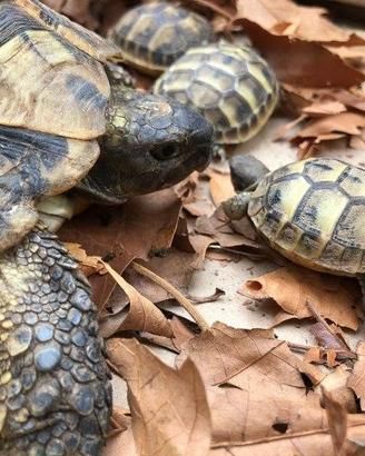Tartarughe di terra Testudo hermanne 