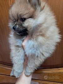 Cucciolo spitz tedesco