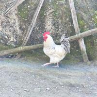Gallo