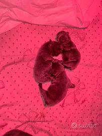 Bulldogue Francese Blu