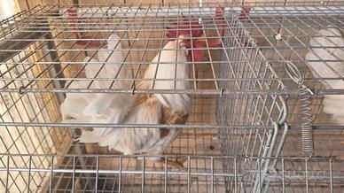 Gallo livornese
