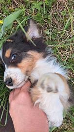 Cuccioli di pastore australiano