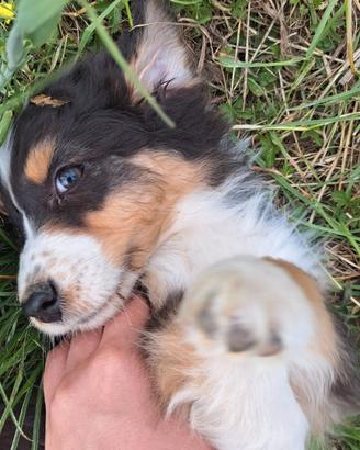 Cuccioli di pastore australiano
