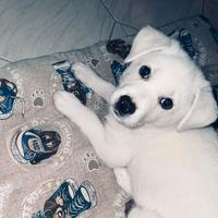 Cucciolo di 2 mesi incrocio con labrador