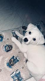 Cucciolo di 2 mesi incrocio con labrador