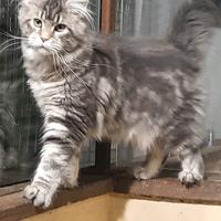 Cucciola di Maine Coon linea americana