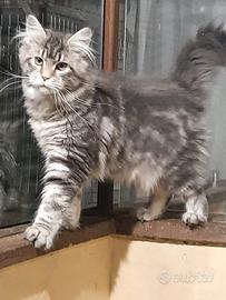 Cucciola di Maine Coon linea americana