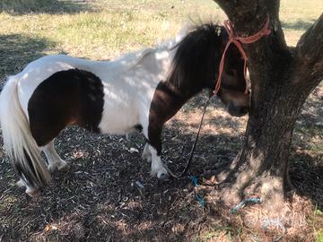 Mini pony maschio