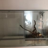 Teca per rettili
