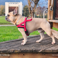 Diego disponibile per montA