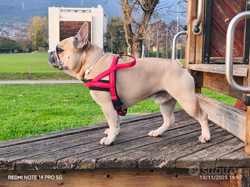 Diego disponibile per montA