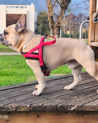 Diego disponibile per montA