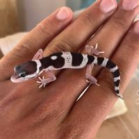 Gechi leopardini
