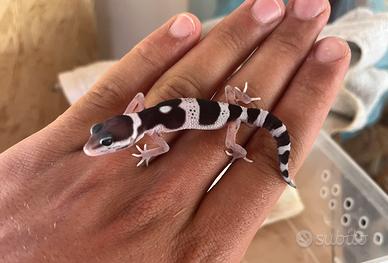 Gechi leopardini