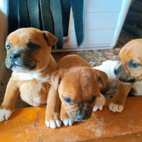 Staffordshire bull terrier 2 mesi