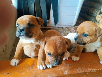 Staffordshire bull terrier 2 mesi