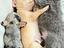 Immagine 3