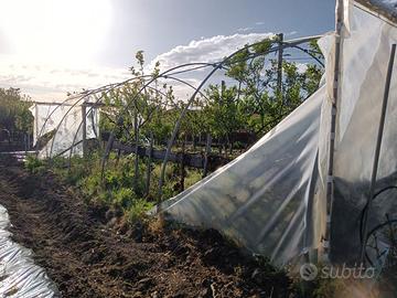 Archi Struttura per serra 6 MT x 10 Mt