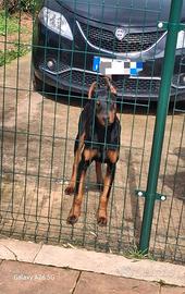 Dobermann